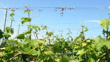 Wein