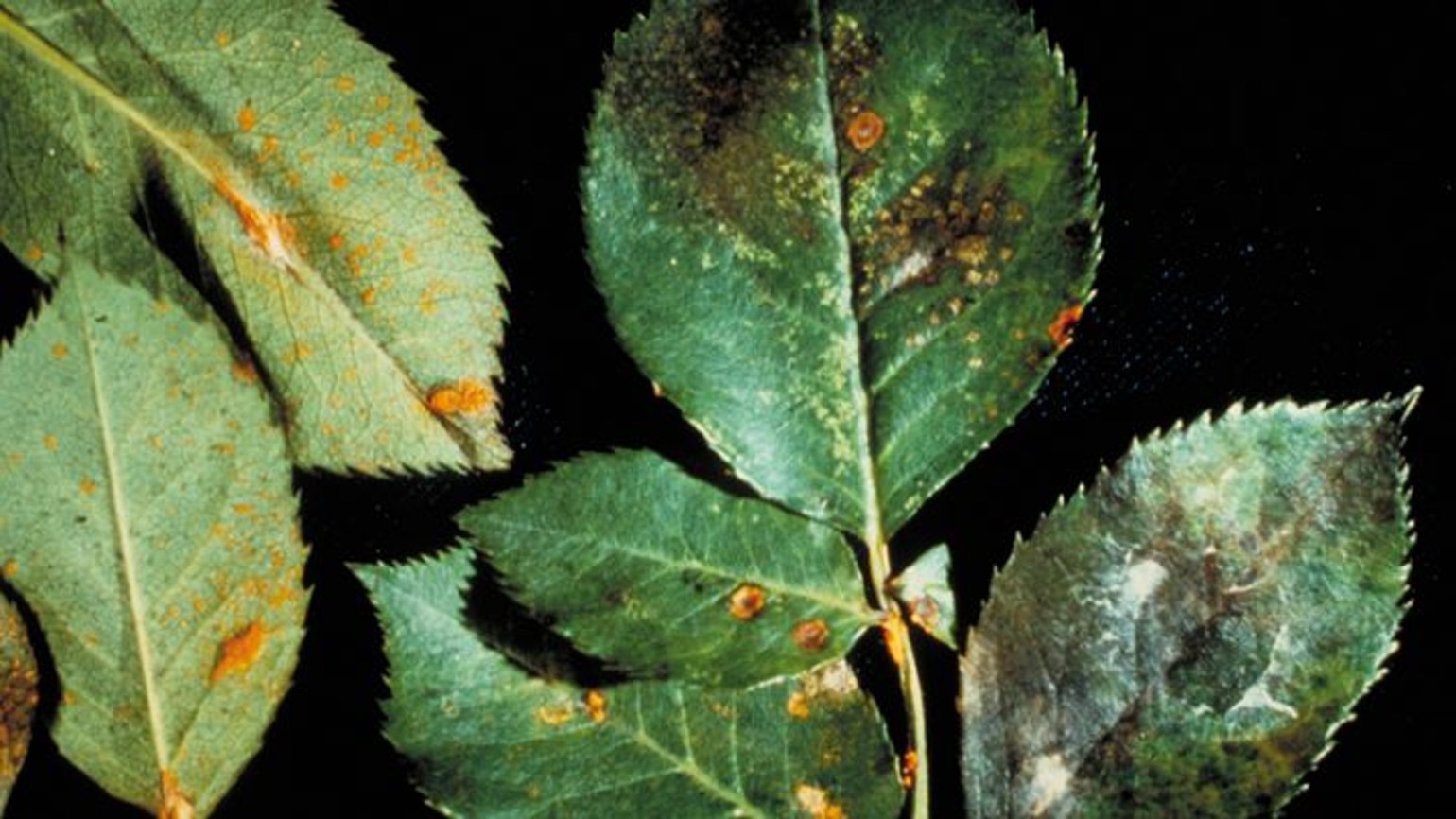Rostpilze der Zierpflanzen BASF Agricultural Solutions Schweiz