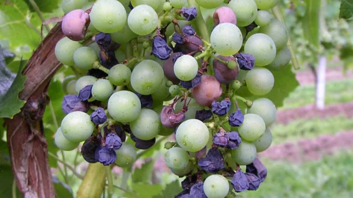 Pourriture noire (black rot) de la vigne BASF Agricultural Solutions