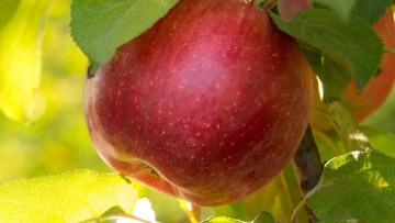 Obst