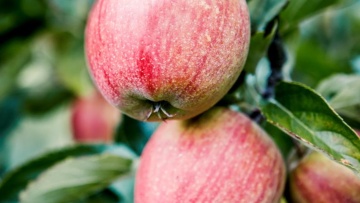 Frutta