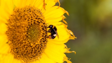 Biodiversität 
