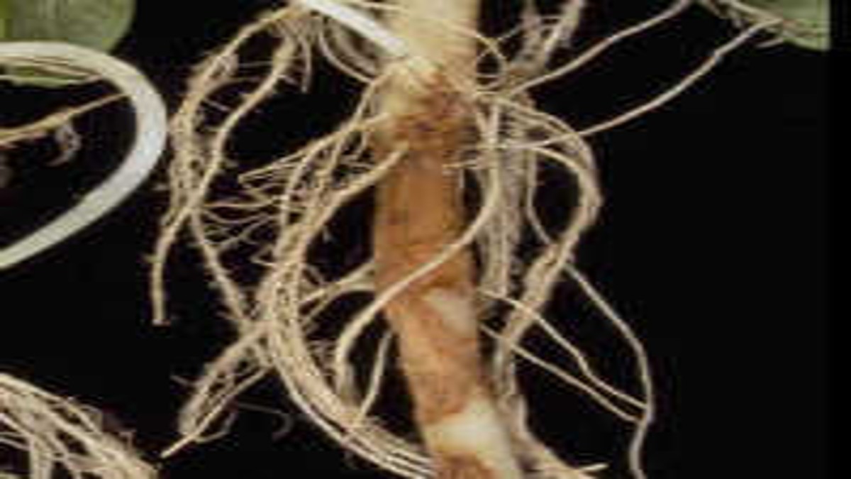 RhizoctoniasolaniKrankheit BASF Agricultural Solutions Schweiz