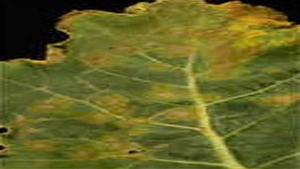 Wurzelhals und Stengelfäule BASF Agricultural Solutions Schweiz